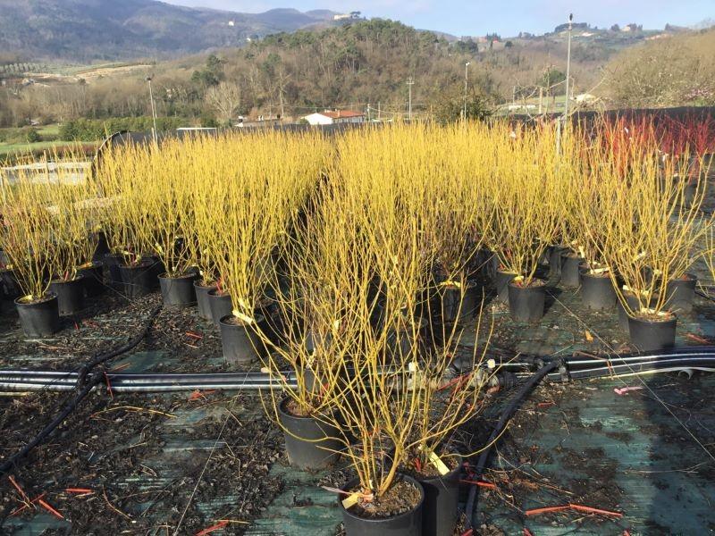 Corn „Flaviramea" 0.40 -0.50 m / Cornus stolonifera „Flaviramea"/ gradina-noastra