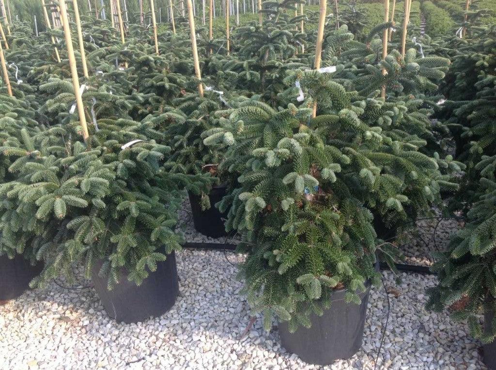 Brad Algerian 1.00 - 1.30 m / Abies numidica / gradina-noastra