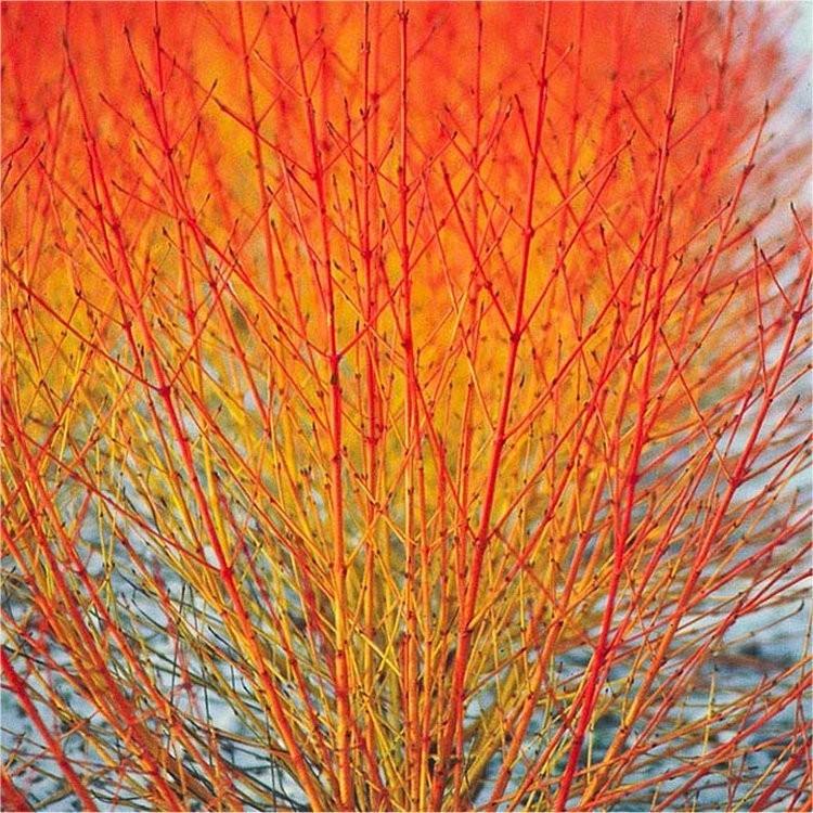 Corn sanguinea „Midwinter Fire” 1.00 -1.20 m / Cornus sanguinea „Midwinter Fire”/ gradina-noastra