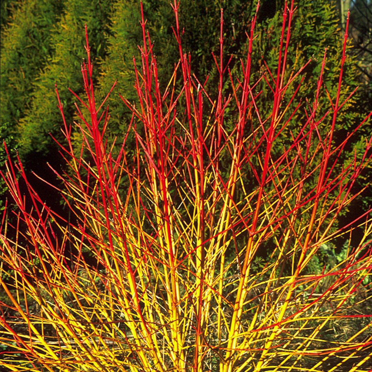 Corn sanguinea „Midwinter Fire” 1.00 -1.20 m / Cornus sanguinea „Midwinter Fire”/ gradina-noastra
