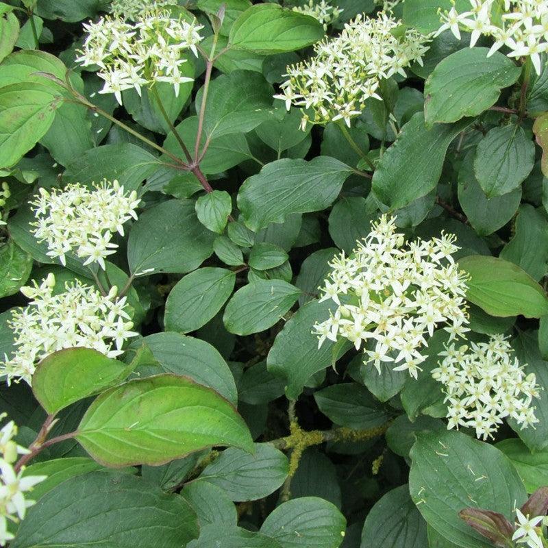 Corn sanguinea „Midwinter Fire” 1.00 -1.20 m / Cornus sanguinea „Midwinter Fire”/ gradina-noastra