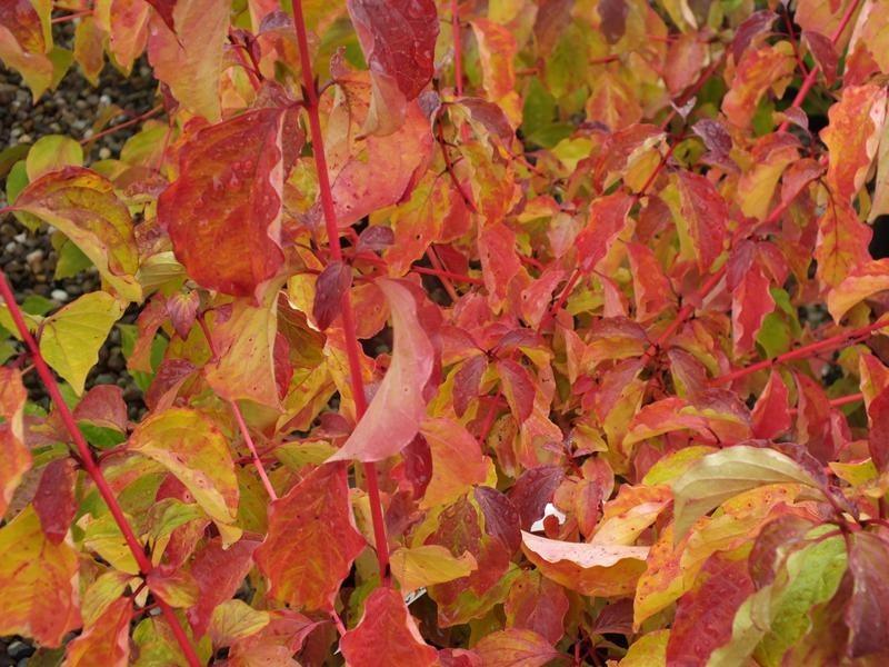 Corn sanguinea „Midwinter Fire” 1.00 -1.20 m / Cornus sanguinea „Midwinter Fire”/ gradina-noastra