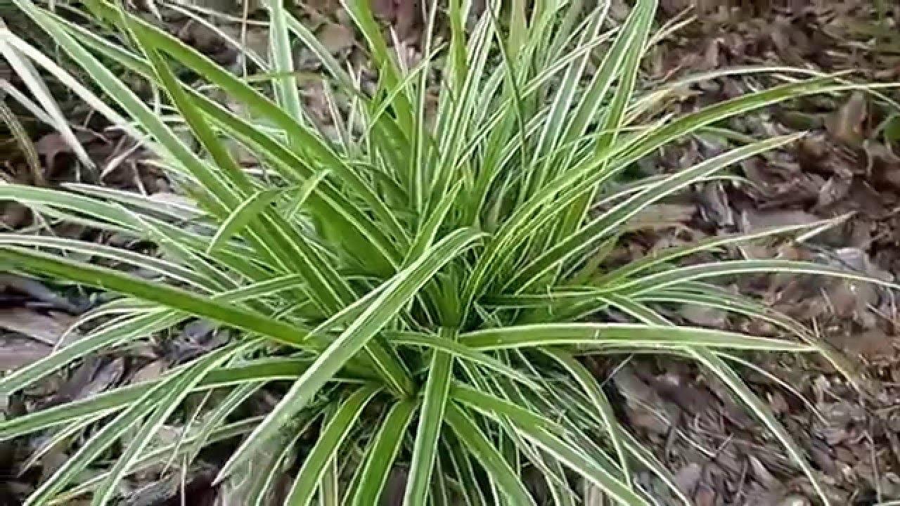 Carex „ Ice Dance" 0.20 - 0.30 m /Carex morrowii „Ice Dance"/ gradina-noastra