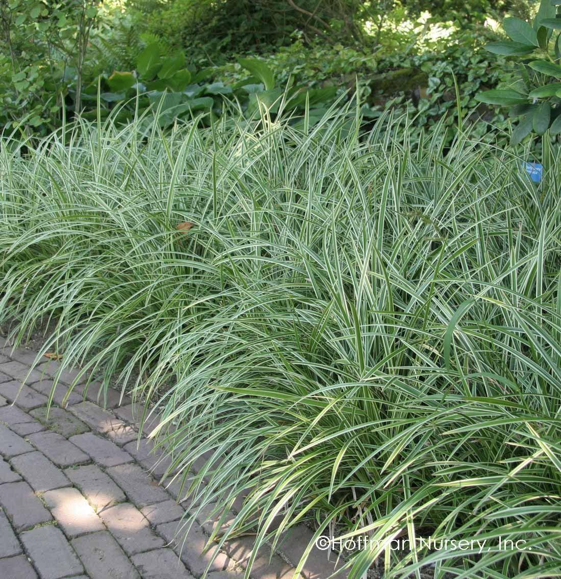 Carex „ Ice Dance" 0.20 - 0.30 m /Carex morrowii „Ice Dance"/ gradina-noastra