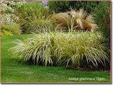 Acorus „Ogon” 0.20 - 0.30 m / Acorus gramineus  „Ogon” / gradina-noastra