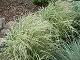 Calamangrostis „Overdam” 0.40 - 0.80 m / Calamangrostis  acutiflora „Overdam” / gradina-noastra