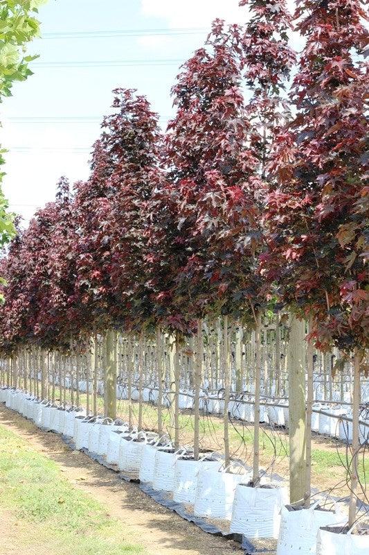 Artar rosu "Crimson King" 2.50 - 3.00 m / Acer platanoides "Crimson King"/ gradina-noastra