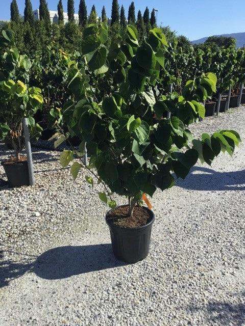 Arborele Iudei tufa 1.20 - 1.50 m / Cercis chinensis "Avondale" / gradina-noastra