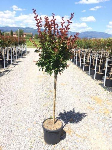 Liliac Indian &quot;Dynamite&quot; arbore 1.70 - 2.00 m / Lagerstroemia Indica &quot;Dynamite&quot; / gradina-noastra