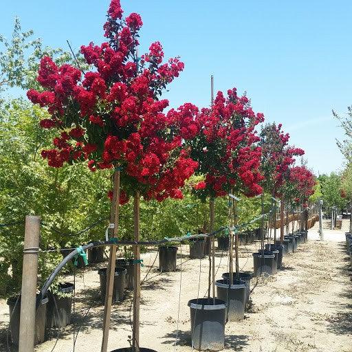 Liliac Indian &quot;Dynamite&quot; arbore 1.70 - 2.00 m / Lagerstroemia Indica &quot;Dynamite&quot; / gradina-noastra