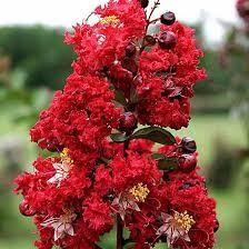 Liliac Indian &quot;Dynamite&quot; arbore 1.70 - 2.00 m / Lagerstroemia Indica &quot;Dynamite&quot; / gradina-noastra