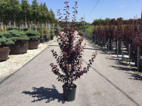 Corcodus rosu "Pissardii" tufa 1.70 - 2.00 m / Prunus cerasifera "Pisardii" / gradina-noastra