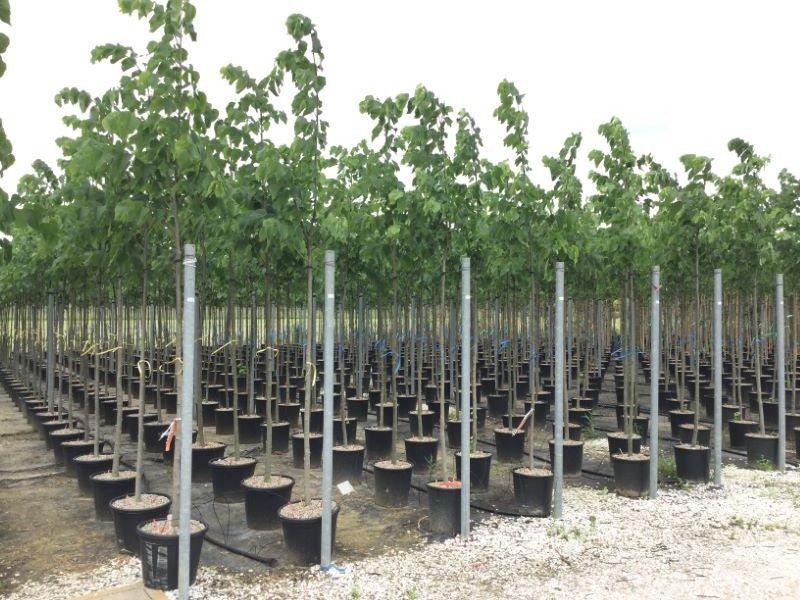 Tei argintiu 3.00 - 4.00 m / Tilia hybrida "Argentea" / gradina-noastra