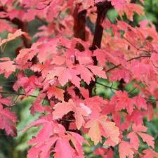 Artar cu trunchi de hartie 1.00 - 1.30 m (Acer griseum) gradina-noastra
