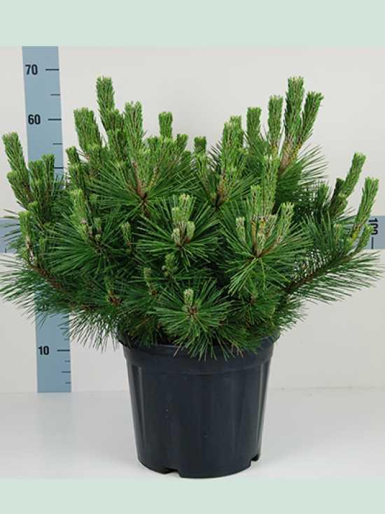 Pin japonez negru "Seyonara" 0.50 m - 0.80 m / Pinus thunbergii "Seyonara" / gradina-noastra