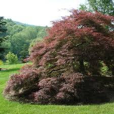 Artar japonez curgator „Crimson Queen 0.80 - 1.20 m / Acer palmatum dissectum „Crimson Queen” / gradina-noastra