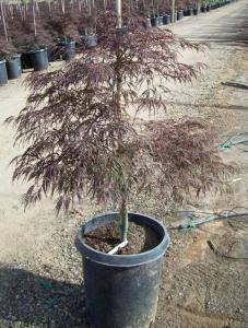 Artar japonez curgator „Crimson Queen 0.80 - 1.20 m / Acer palmatum dissectum „Crimson Queen” / gradina-noastra