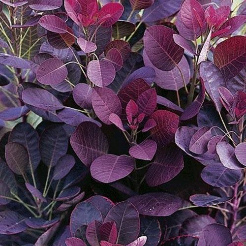 Scumpie „Royal Purple” 1.50 - 1.75 m / Cotinus coggygria „Royal Purple” / gradina-noastra