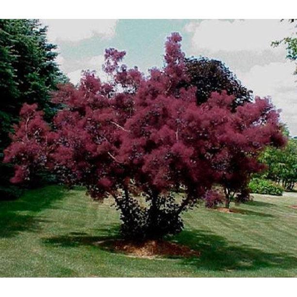 Scumpie „Royal Purple” 1.50 - 1.75 m / Cotinus coggygria „Royal Purple” / gradina-noastra
