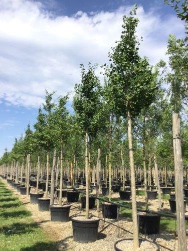 Arborele pagodelor „Autumn Gold” 3.00 - 4.00 m / Ginko biloba „Autumn Gold” / gradina-noastra