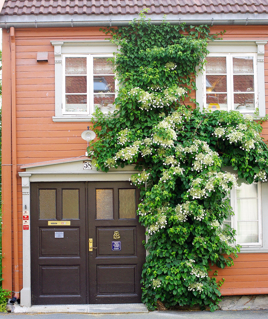 Hortensia cățărătoare 1.00 - 1.30 m / Hydrangea petiolaris / by gradina-noastra