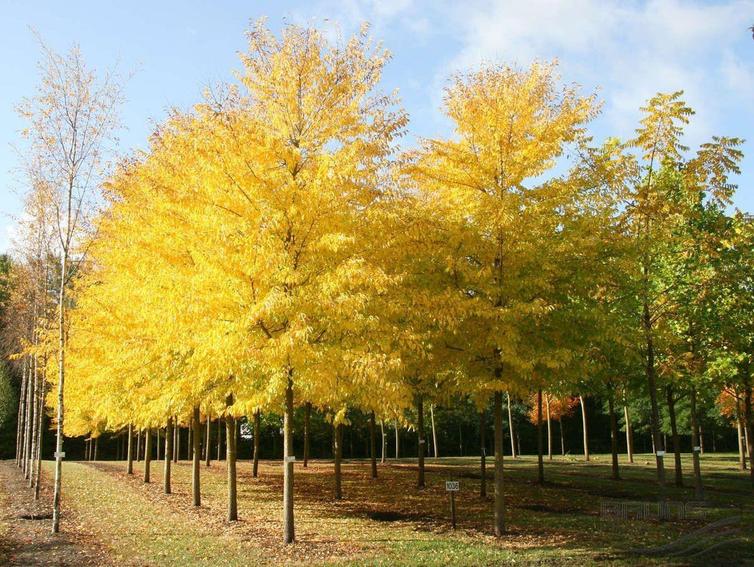 Arborele pagodelor „Autumn Gold” 3.00 - 4.00 m / Ginko biloba „Autumn Gold” / gradina-noastra