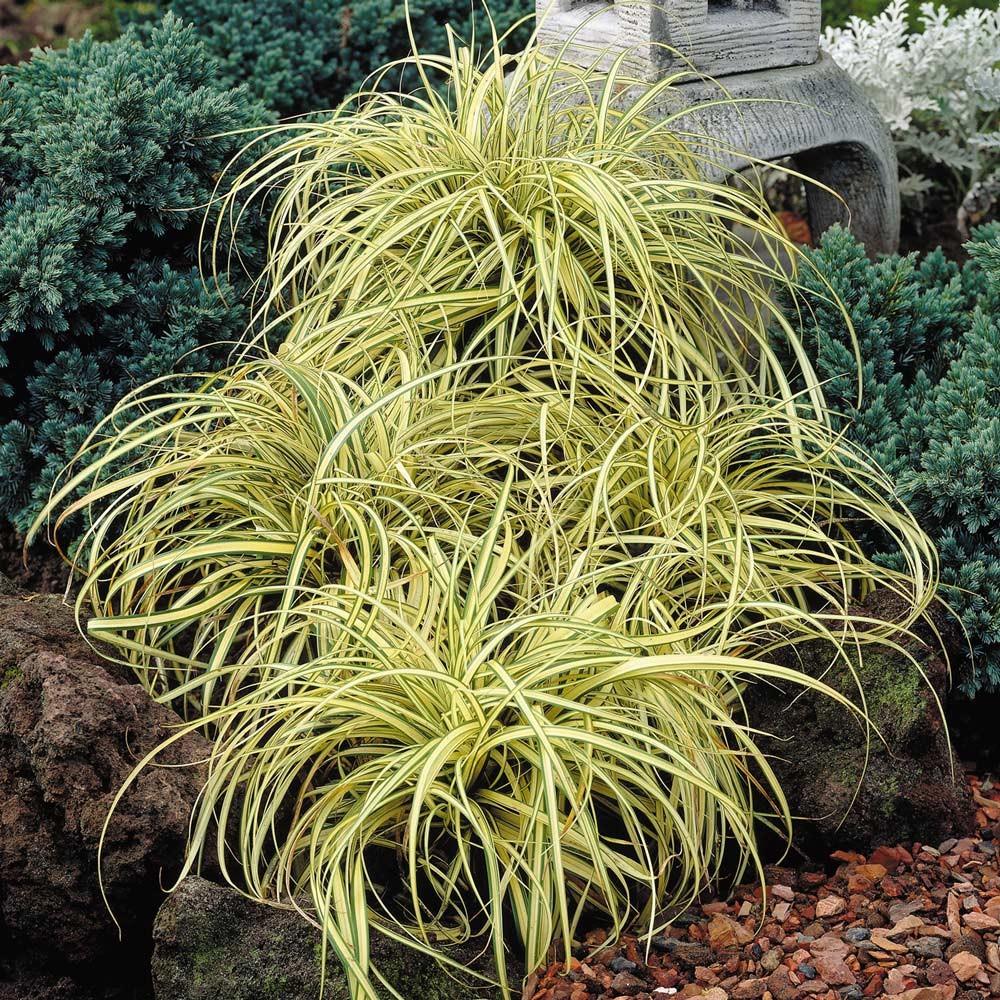 Carex „ Evergold " 0.20 - 0.30 m / Carex hachijoensis „Evergold”/ gradina-noastra