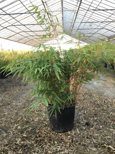 Bambus vesnic verde pitic 0.60 -0.80 m / Fargesia murielae „Rufa” / gradina-noastra