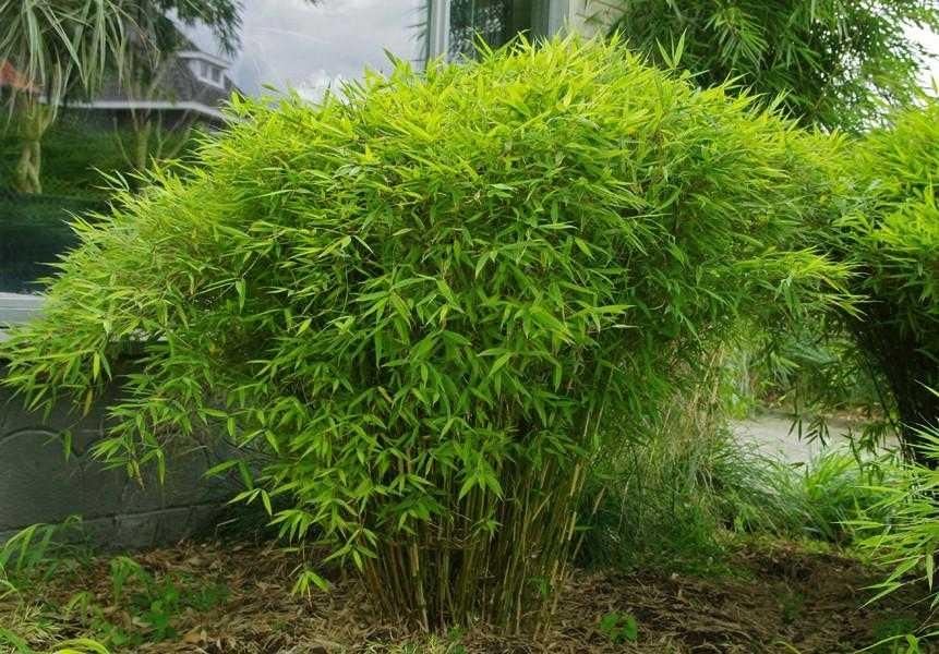 Bambus vesnic verde pitic 0.60 -0.80 m / Fargesia murielae „Rufa” / gradina-noastra