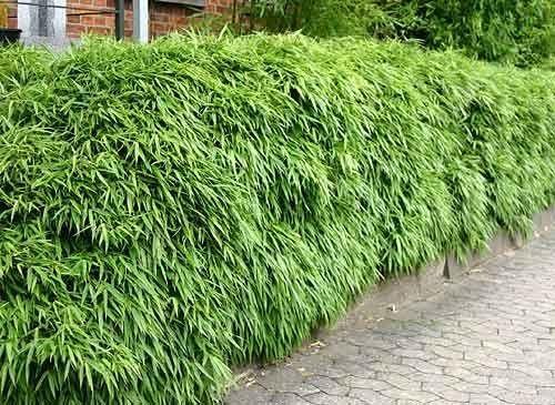 Bambus vesnic verde pitic 0.60 -0.80 m / Fargesia murielae „Rufa” / gradina-noastra