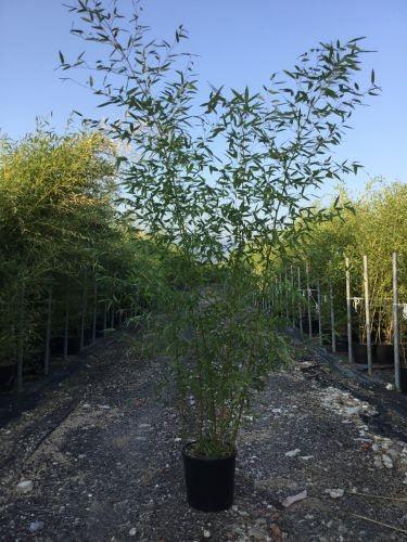 Bambus vesnic verde 2.00 -2.50 m / Phillostachys bissetii / gradina-noastra