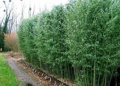 Bambus vesnic verde 2.00 -2.50 m / Phillostachys bissetii / gradina-noastra