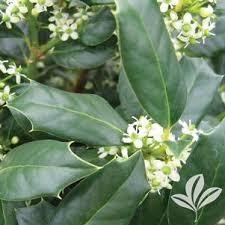 Ilex Nellie Stevens 3.50 - 4.50 m / Ilex mutchagara „Nellie R. Stevens” / gradina-noastra