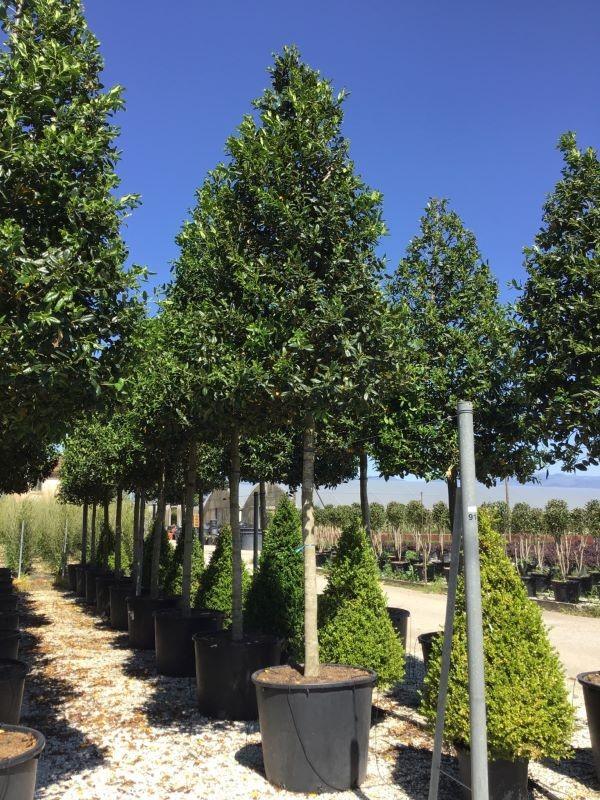 Ilex Nellie Stevens 3.50 - 4.50 m / Ilex mutchagara „Nellie R. Stevens” / gradina-noastra