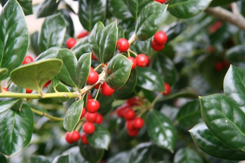 Ilex "Nellie R.Stevens" multitulpinal 1.50 - 1.75 m / Ilex mutchagara "Nellie R.Stevens"/ gradina-noastra