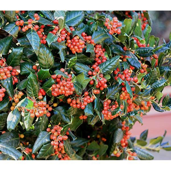 Ilex Nellie Stevens 0.80 - 1.00 m / Ilex mutchagara „Nellie R. Stevens”/ gradina-noastra