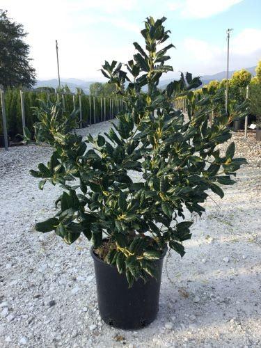 Ilex Nellie Stevens 0.80 - 1.00 m / Ilex mutchagara „Nellie R. Stevens”/ gradina-noastra