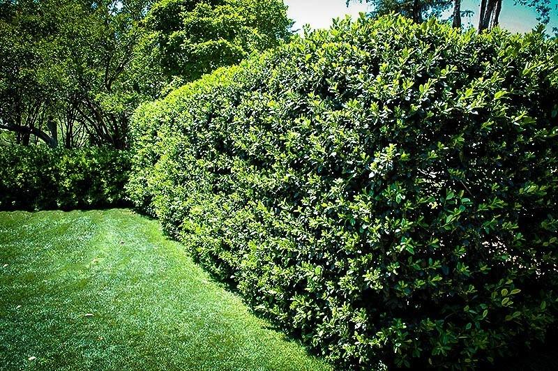 Ilex Nellie Stevens 0.80 - 1.00 m / Ilex mutchagara „Nellie R. Stevens”/ gradina-noastra