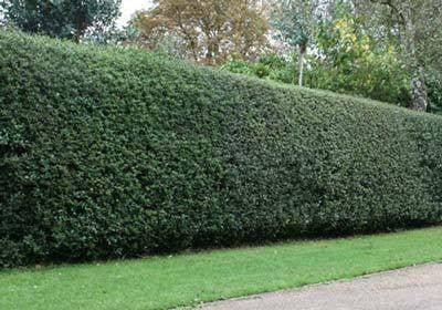 Ilex Nellie Stevens 0.80 - 1.00 m / Ilex mutchagara „Nellie R. Stevens”/ gradina-noastra