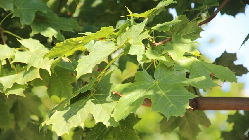 Paltin "Cleveland" 3.00 m / Acer platanoides "Cleveland"/ gradina-noastra