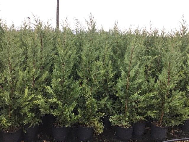 Chiparos leylandii 1.30 - 1.40 m / x Cupressocyparis leylandii / gradina-noastra