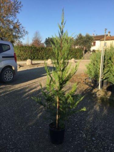 Chiparos leylandii 1.30 - 1.40 m / x Cupressocyparis leylandii / gradina-noastra
