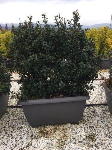 Ilex "Heckenstar" 1.00 -1.40 m / Ilex meserveae "Heckenstar"/ gradina-noastra