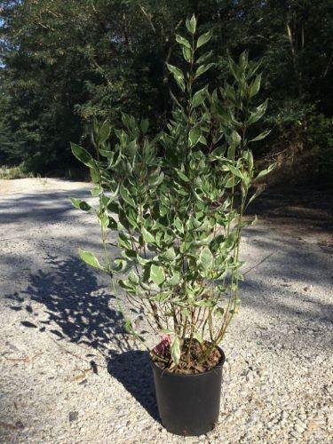 Cornus "Elegantissima" 0.80 -1.00 m /Cornus alba "Elegantissima"/ gradina-noastra
