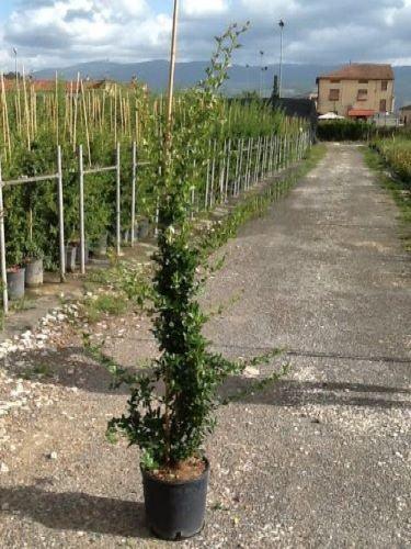 Catina ornamantala rosie "Ventoux Red" 1.70 - 2.00 m / Pyracantha coccinea "Ventoux Red"/ gradina-noastra