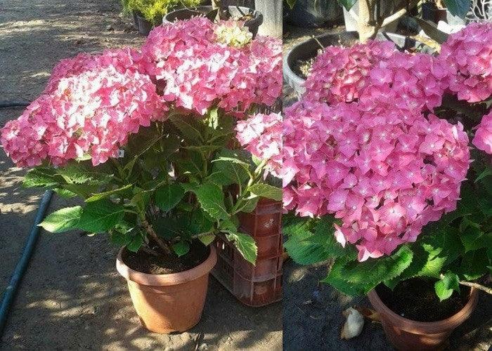 Hortensia "Zaffiro" 0.40 - 0.60 m / Hydrangea macr. "Zaffiro"/ gradina-noastra