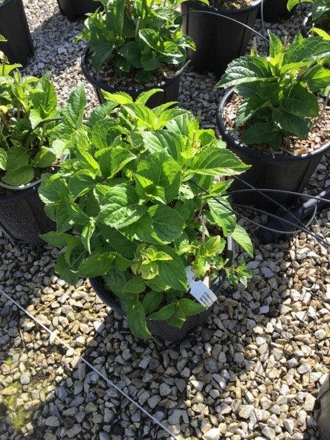 Hortensia "Schneeball" 0.40 - 0.60 m / Hydrangea macr. "Schneeball"/ gradina-noastra