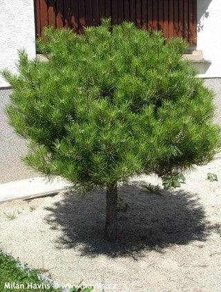 Pin rosu japonez "Alice Verkade" 1.00 - 1.20 m / Pinus densiflora "Alice Verkade" / gradina-noastra