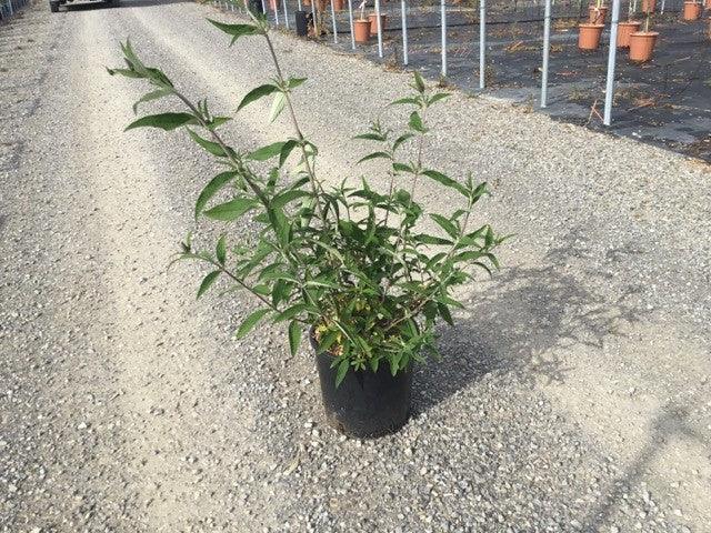Liliac de vara "Black Knight" 0.60 - 1.20 m / Buddleja davidii "Black Knight"/ gradina-noastra