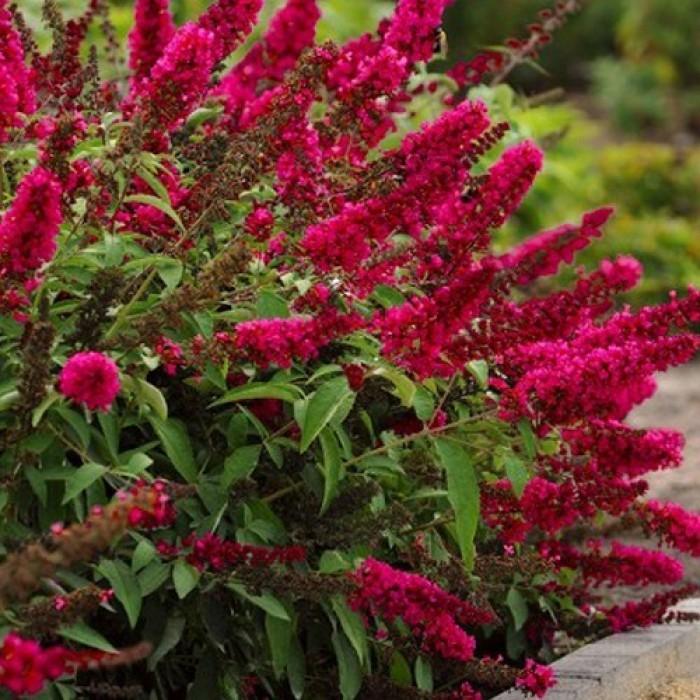 Liliac de vara "Royal Red" 0.40 - 0.60 m / Buddleja davidii "Royal Red"/ gradina-noastra